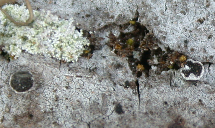 Schismatomma pericleum from China, Yunnan 