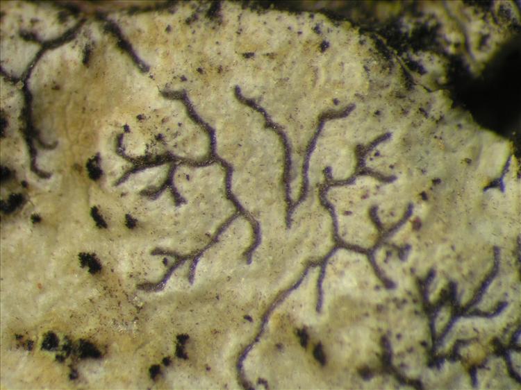 Sclerophyton elegans from Netherlands Antilles, Saba Habitus. leg. Sipman  54954. Image width = 4 mm.