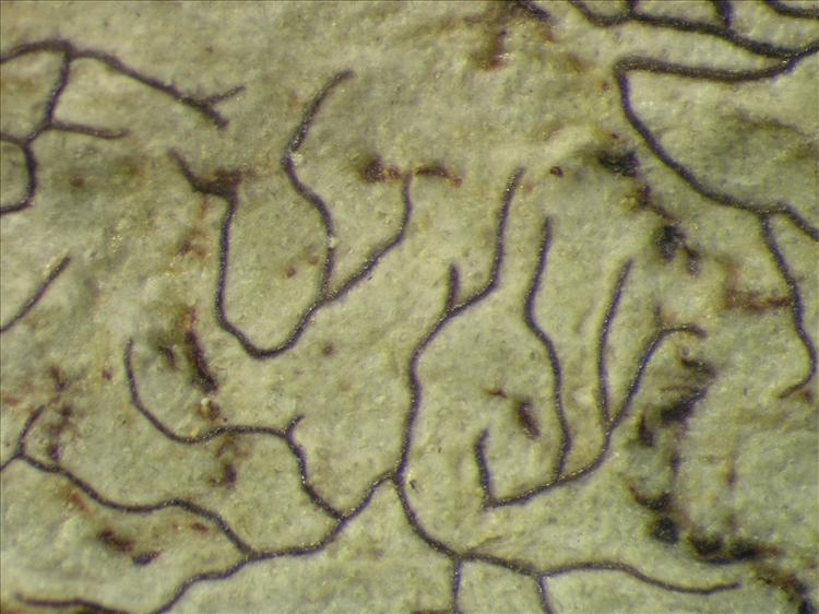 Sclerophyton elegans from Netherlands Antilles, Saba Habitus. leg. Sipman  54712a. Image width = 4 mm.