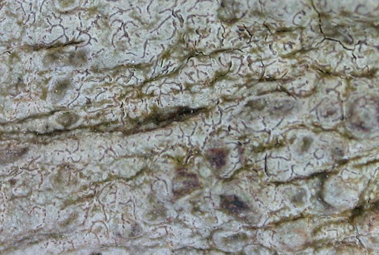 Sclerophyton elegans from China, Yunnan 