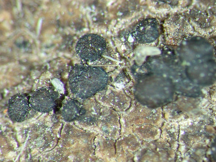 Septotrapelia triseptata from NE Pakistan leg. S.Iqbal 422; herb. LAH