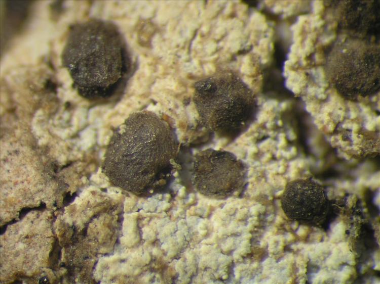 Septotrapelia triseptata from Netherlands Antilles, Saba Habitus. leg. Sipman  15203. Image width = 4 mm.