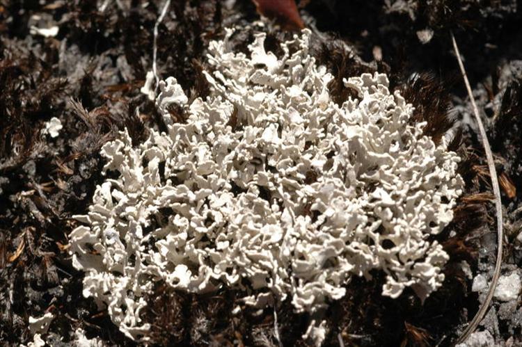 Siphula torulosa from South Africa, Western Cape Specimen O-L142718