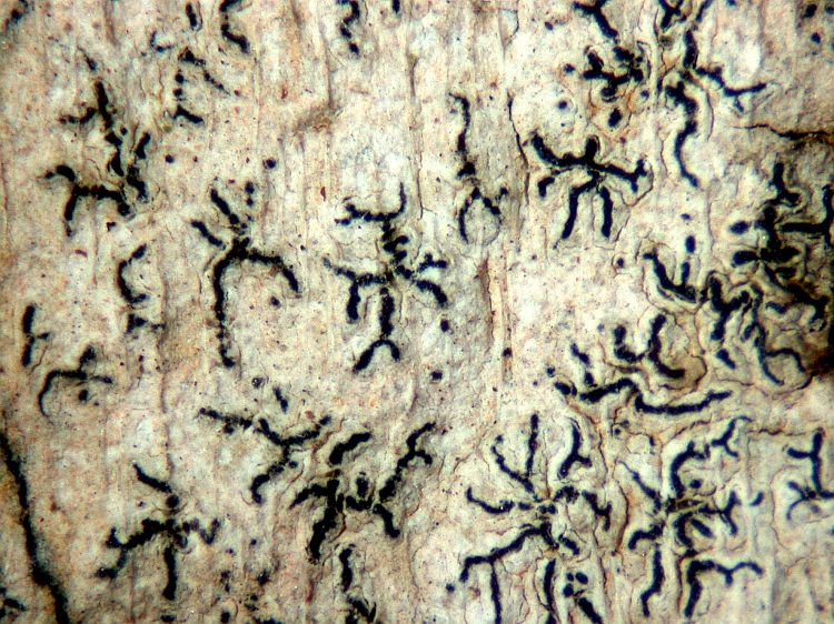 Enterographa sipmanii from French Guiana Holotype