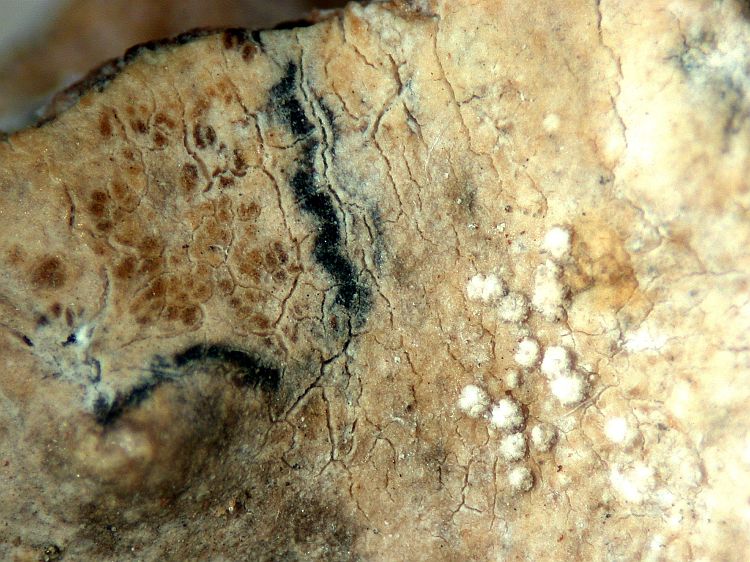 Enterographa sorediata from Great Britain, Anglia Holotype