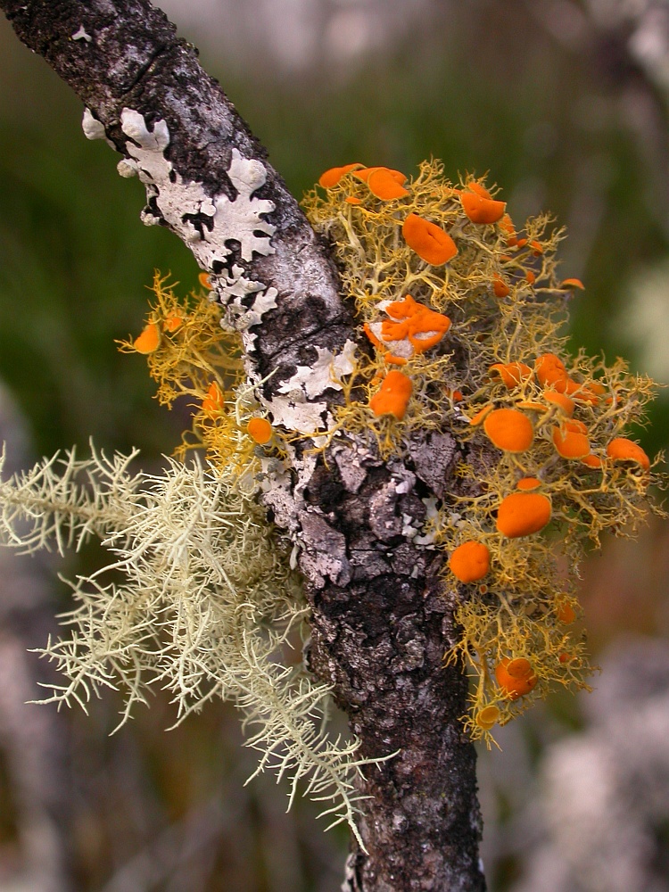 Teloschistes exilis from South Africa 