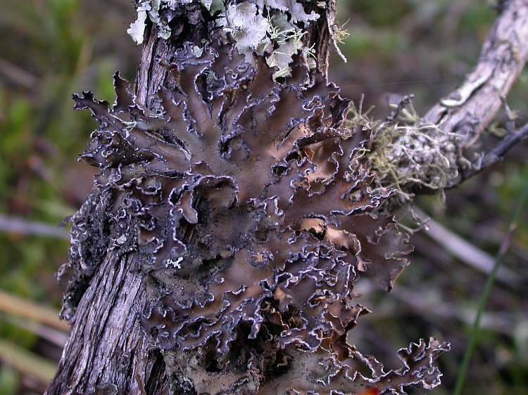 Pseudocyphellaria intricata from South Africa 