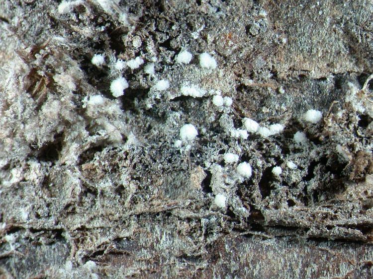 Sporodochiolichen lecanoricus from Papua New Guinea holotype