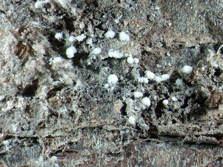 Sporodochiolichen lecanoricus from Papua New Guinea holotype