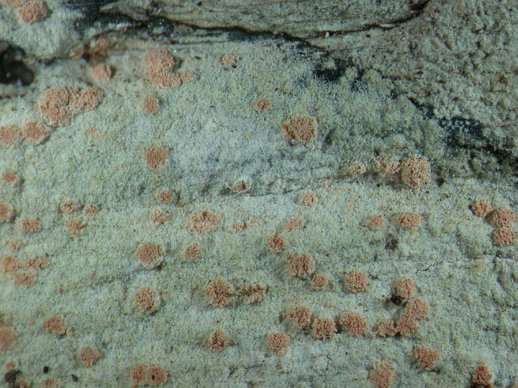 Sporodochiolichen papillatus from Papua New Guinea holotype