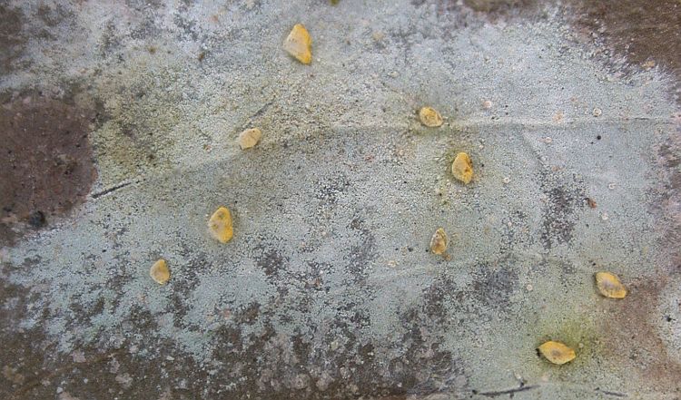 Sporopodium lucidum from Hong Kong 