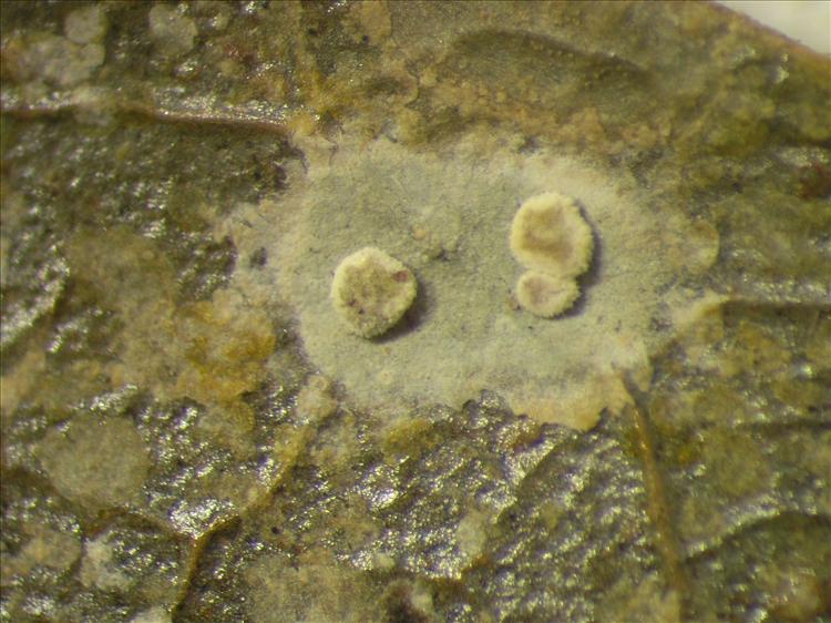 Sporopodium phyllocharis from Netherlands Antilles, Saba Habitus. leg. Sipman  55006. Image width = 4 mm.