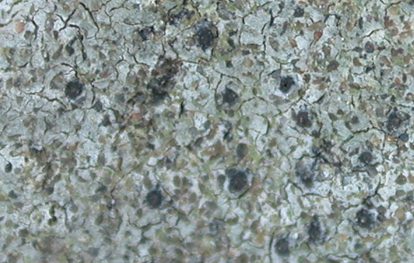 Staurothele pallidopora from Taiwan 