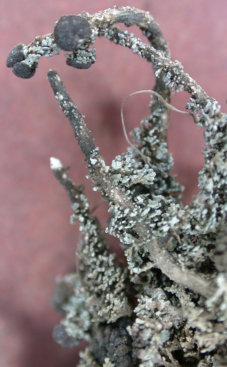 Stereocaulon exutum from China, Yunnan 