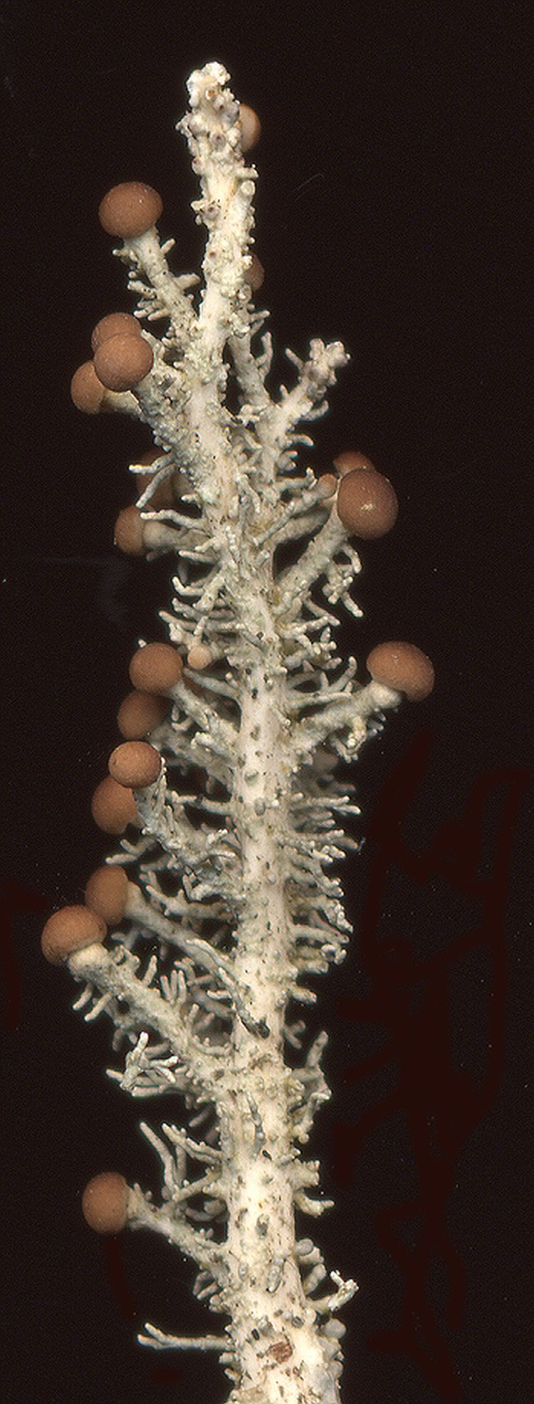 Stereocaulon massartianum from Taiwan leg. Sparrius 5852