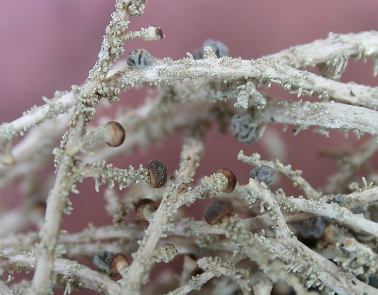 Stereocaulon massartianum from Taiwan 