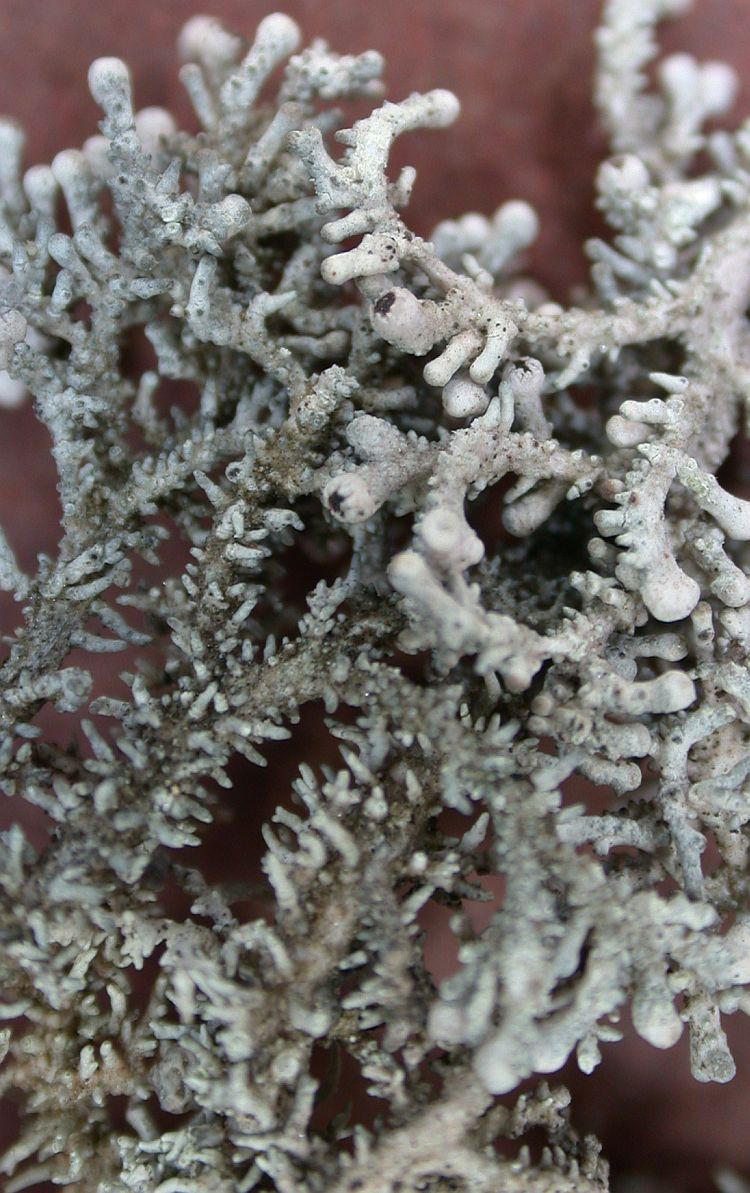 Stereocaulon piluliferum from China, Yunnan 