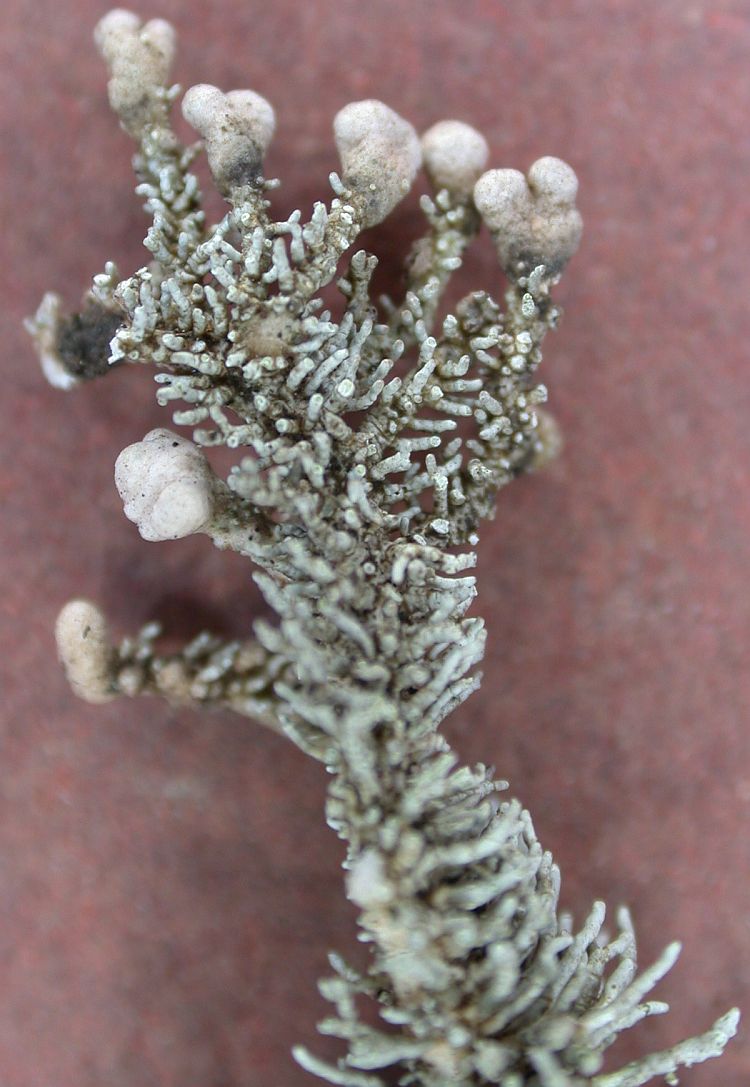 Stereocaulon pomiferum from China, Yunnan 
