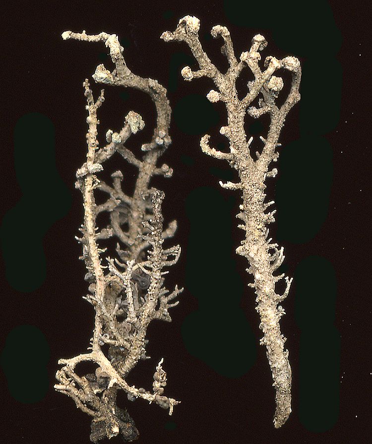 Stereocaulon sorediiferum from Taiwan leg. Sparrius 6475