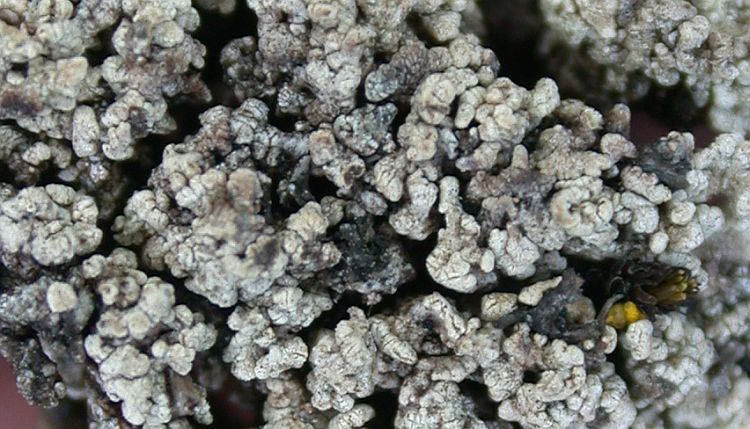 Stereocaulon vesuvianum from Taiwan 