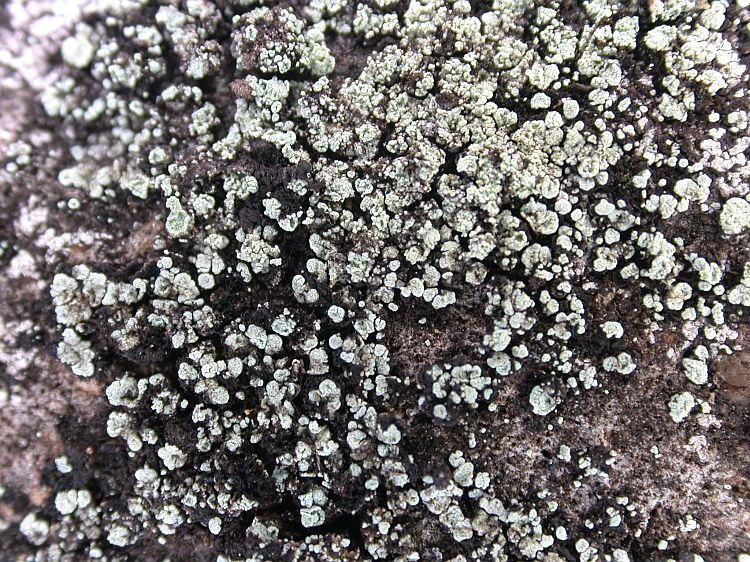Stereocaulon vesuvianum from Ecuador, Galápagos 