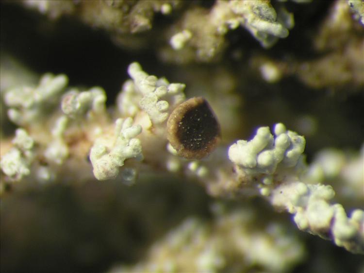 Stereocaulon virgatum from Netherlands Antilles, Saba Habitus. leg. Sipman  54832. Image width = 4 mm.