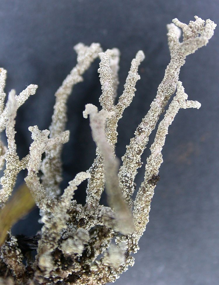 Stereocaulon weberi from Ecuador, Galápagos 