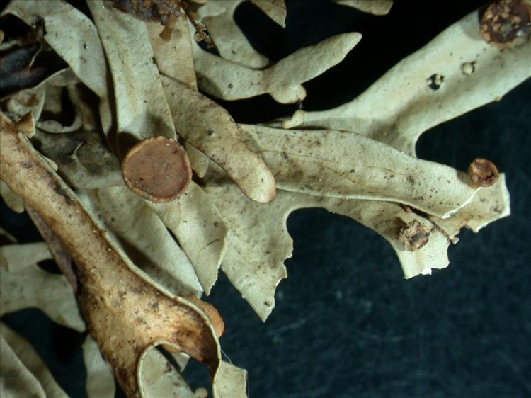 Sticta dichotoma from Madagascar 