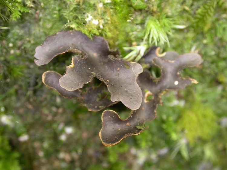 Sticta duplolimbata from Vietnam, Hanoi region leg. Sparrius 8434