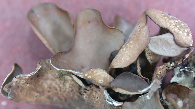 Sticta flabelliformis from Taiwan 