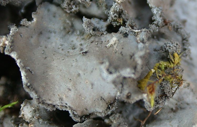 Sticta limbata from China, Yunnan 