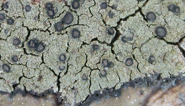 Stigmatochroma metaleptodes from China, Yunnan 