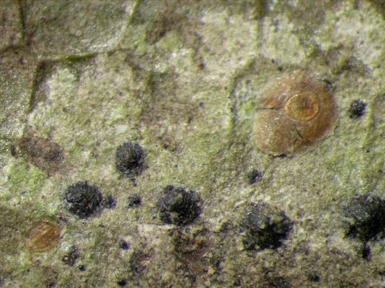 Strigula concreta from Singapore Habitus. leg. Sipman 45944. Image width = 4 mm.