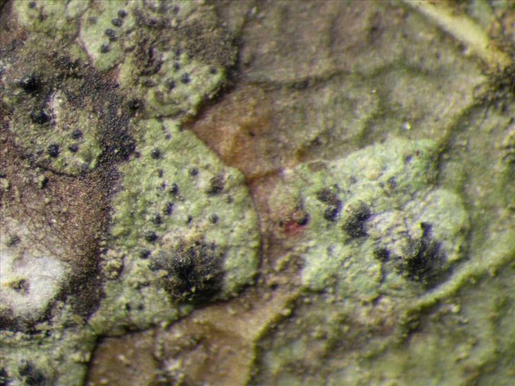Strigula concreta from Singapore Habitus. leg. Sipman 46357. Image width = 4 mm.