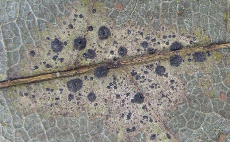 Strigula maculata from China, Yunnan 