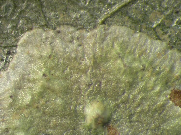 Strigula nemathora from Netherlands Antilles, Sint  Eustatius Habitus. leg. Sipman  15008b. Image width = 4 mm.