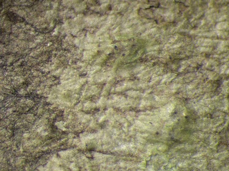 Strigula nemathora from Singapore Habitus. leg. Sipman 46109. Image width = 4 mm.