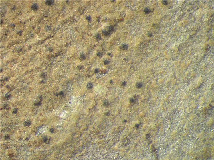 Strigula obducta from Netherlands Antilles, Sint  Eustatius Habitus. leg. Sipman  14830b. Image width = 4 mm.