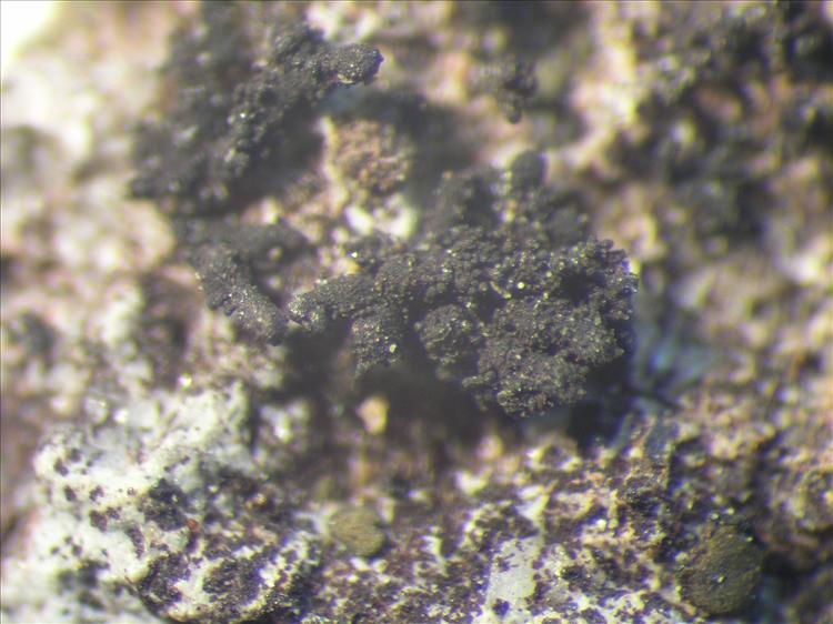 Synalissa lichinella from Netherlands Antilles, Saba Habitus. leg. Sipman  54655. Image width = 2 mm.