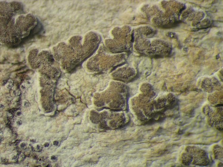Syncesia glyphysoides from Netherlands Antilles, Sint  Eustatius Habitus. leg. Sipman  15150. Image width = 4 mm.