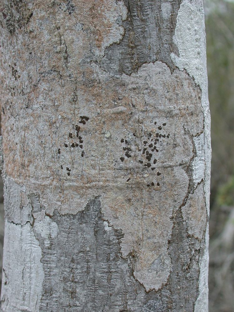 Syncesia leprobola from Ecuador, Galápagos 