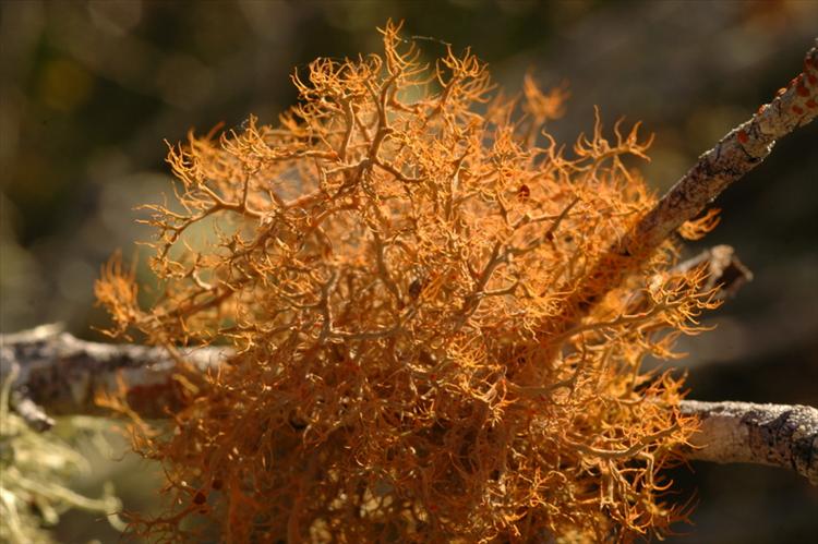 Teloschistes capensis from South Africa, Western Cape Specimen O-L142725