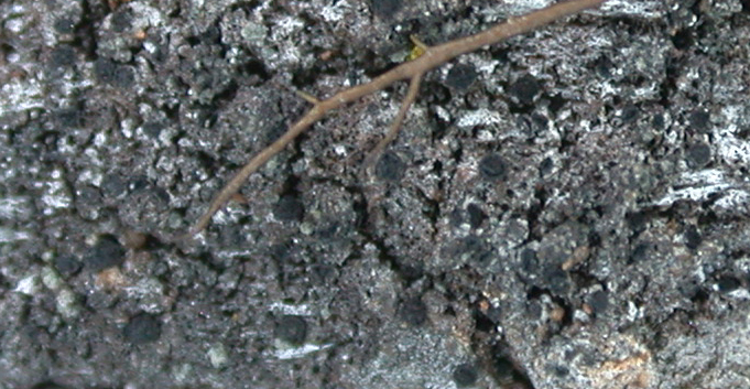 Tetramelas poeltii from China, Yunnan 