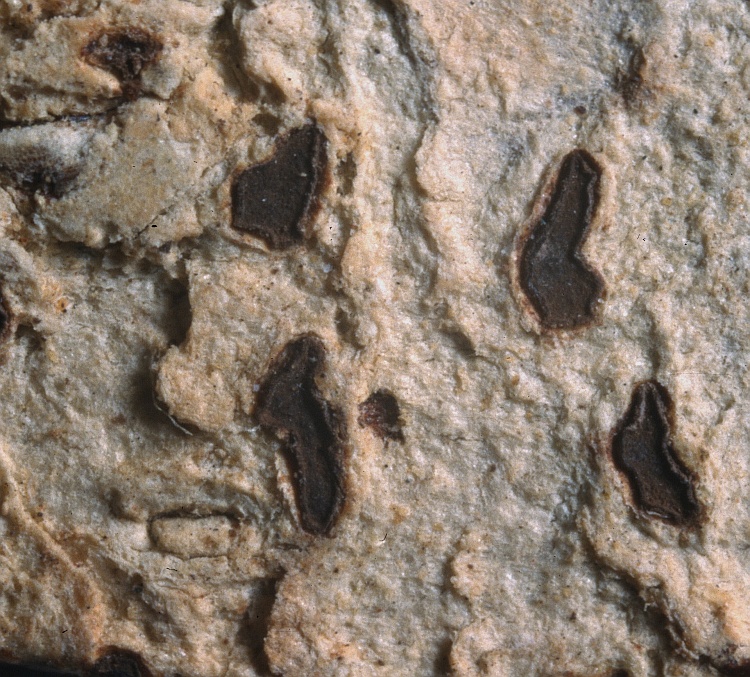 Thalloloma deplanatum from Marquesa Islands Graphis deplanata Nyl. H-NYL 6985 holotype