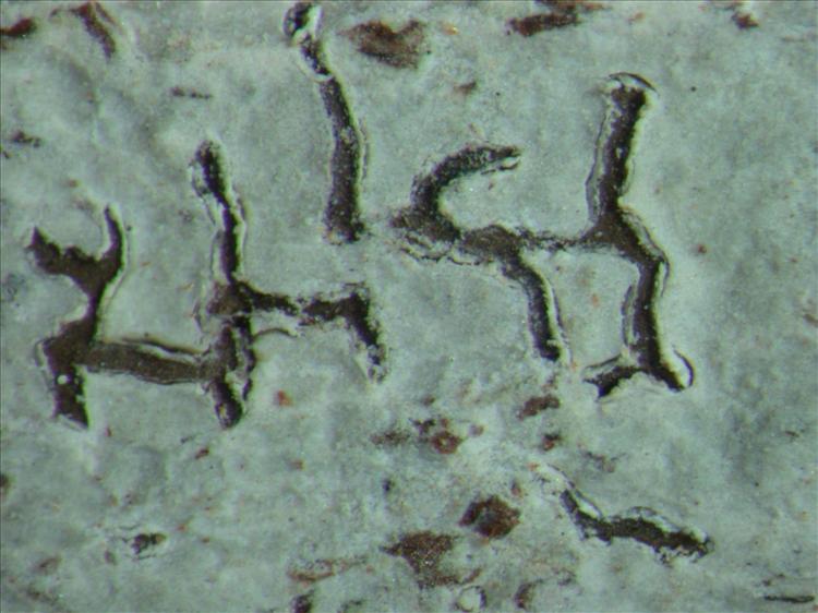 Thalloloma hypoleptum from Papua New Guinea 