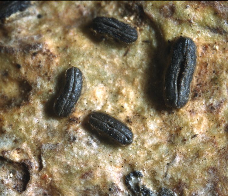 Thecaria megalospora from Solomon Islands holotype