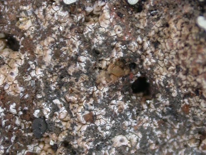 Thelopsis isiaca from Ecuador, Galápagos 