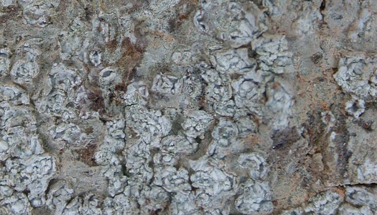 Thelotrema leprocarpoides from China, Yunnan 