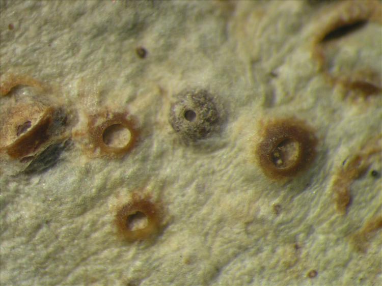 Thelotrema monosporum from Netherlands Antilles, Saba Habitus. leg. Sipman  15365. Image width = 4 mm.