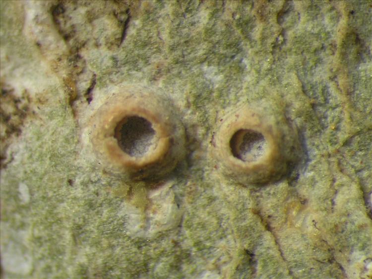 Thelotrema pachystomum from Netherlands Antilles, Saba Habitus. leg. Sipman  54845. Image width = 4 mm.